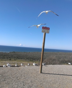Birds perched on "do not feed" sign