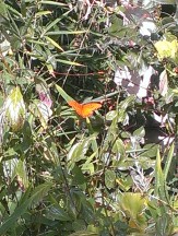 Butterfly nearby (c) Sherri Leah Henkin