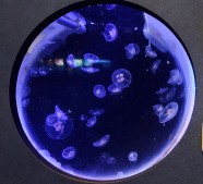 Juvenile Moon Jellyfish
