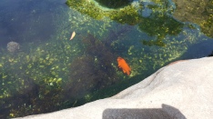 orange fish in tidepool