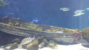 sunken boat with fish