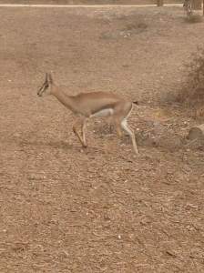 gazelle-running